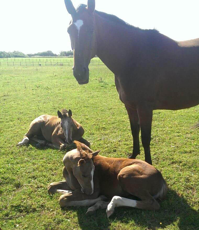 Showjumping Foals For Sale